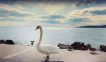 Kiadó 54 m2 lakás - Balatonkenese